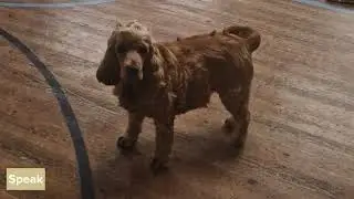 Mabel (Cocker Spaniel) - Showreel