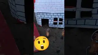 DIY Mini Animal House Using Bricks | Farm Shed Construction Science Project @Minqube
