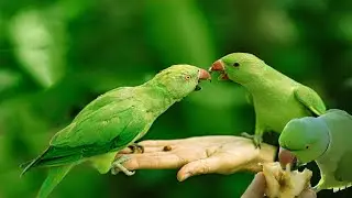 Super-Cute Parrot Sounds / صوت ببغاء الدرة الخضراء للتحفيز على التغريد والتزاوج