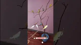 Bird Aviary | Mini Aviary setup at Home  #shorts #birdsaviary #aviarylovebird