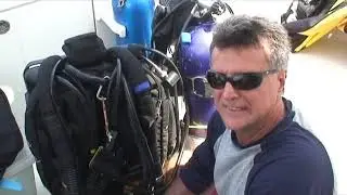Goliath Grouper aggregation in Florida Shipwreck Castor. Giants of the Deep in danger.