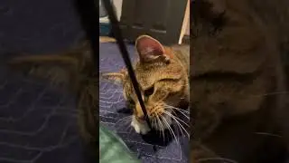 String favourite toy to play #cat #yt