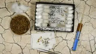 How to feed smaller ant colonies in a test tube setup?