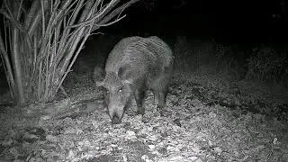 Curious Wild Boar at the Garden&rsquo;s Edge | The Garden Observer