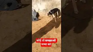 koi to samjhao mamma ko # funny #shorts #video #dog #comedy #shorts video