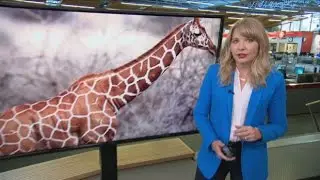 Scientists find four species of giraffes - can you spot them?