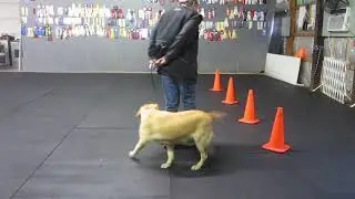 Allan Ross Dog Training