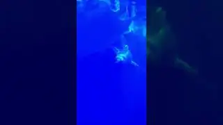 Penguin's | UK | Sea World | London | Dream butterflies