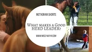 What Makes a Good Herd Leader for Horse Training?
