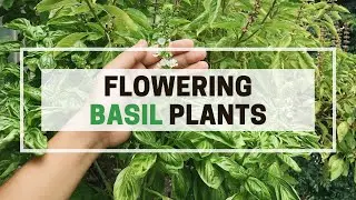 What to Expect: Flowering Basil Plants