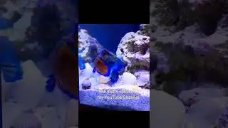 Mandarin Dragonet fish #shorts #short #viralshorts  #youtubeshorts #trending