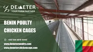 Benin Poultry Farm Battery Layer Cage with Automatic Chicken Egg Collection Machine