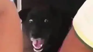 Este perro quedo traumado