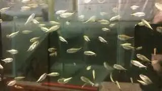 Gold Tetra (Hemigrammus rodwayi) Freshwater Aquatics (UK) Ltd &pound;2.20 each.