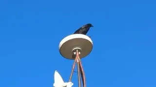 Crows Prepare For Winter 