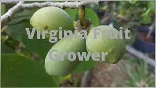 Pawpaw grafts Maria's Joy Tropical Treat Susquehanna Cedar Bay Cherry and Rainforest plum