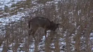 Tiffany Lakosky's 169 Monster Buck