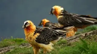 The Lammergeier