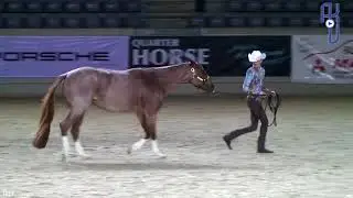 Leave A Blue Trace Q17 Longeline NSBA & DQHA Futurity Champion