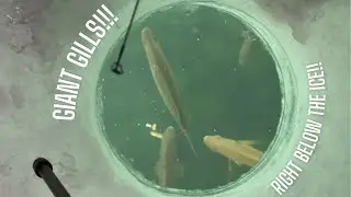 Sight Fishing BIG gills! (10+ inchers) --- Wisconsin Ice Fishing