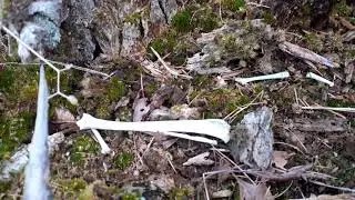 The Bone Pit