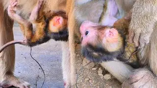 Newborn Baby Monkey MOKATE Enjoys Sweet Milk After Birth 🐒💛.