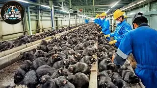 How Are Millions Of Rats Processed In A Factory In The British | Processing Factory