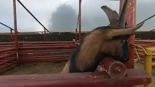 Goat 3D 180