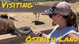What Just Went Down At Ostrich Land