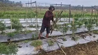 SMART FARMING INNOVATION AS FARMERS CLEAR CHILI FIELDS FOR TOTAL REPLANTING! -Agriculture Farming