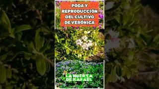 Poda y reproducci&oacute;n de Ver&oacute;nica  Cultivo y cuidados de la planta veronica o hebe speciosa ornamental