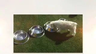 San Diego Dog Lodging April Guests (619) 299-2730 The Golden Paw