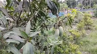 Thai banana mango ka mother plant by Everfit Agro Farm ||#9734020436 #mango #mango #farming