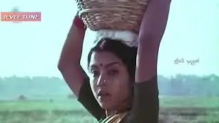 MEDIUM 74 சோலை புஷ் பங்களே