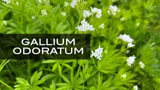 Gallium odoratum, una 