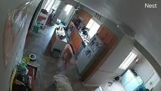 Dog farts 9 times in 9 seconds