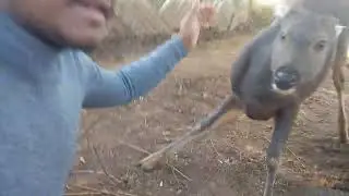 Wild animals can be like us...if we treat them as our...