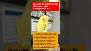 Escaped parakeet reunites with owner after kindergarten stop