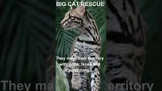 BIG CAT FACTS #10~ Ocelot Facts #bigcatrescue #cats #reels #catvideos #catreels #ocelot #facts