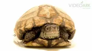 An endangered (IUCN) and federally endangered Coahuilan box turtle (Terrapene coahuila).