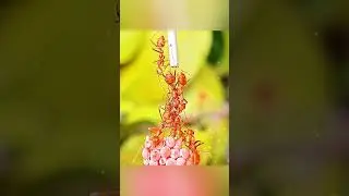 HOW DO ANTS BUILD BRIDGE TO FIND FOOD?#ants #survival