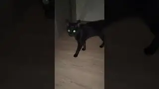 Ластёнка,куда свет дела? ) #оле7 #ластёна #catbehavior #котофейка #funnycats #cat #gatos #кот