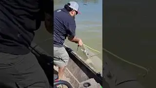 That was a close call 😥 #fishing #alligatorgar #captmiltonnieto #fish #alligatorgar #gar #xtf