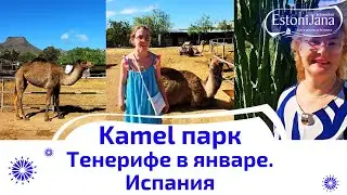 ПАРК ВЕРБЛЮДОВ НА ТЕНЕРИФЕ 🐪 + ШТОРМ НА ОКЕАНЕ 🌊 Январь 2026
