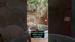 Journey of my😊 bonsai pinwheel/mini chandani plant 😍