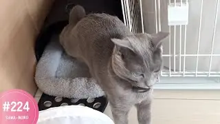 ペット用こたつのカーペット、モモさんの昼寝場所