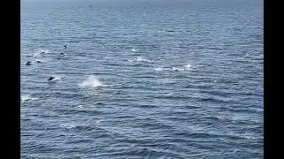 Dozens of dolphins swimming alongside a CalMac ferry in Scotland