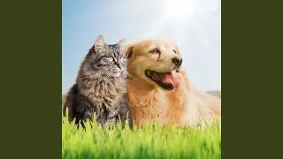 Pets' Gentle Night Tunes
