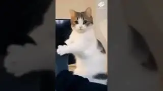 🤣dog and cat dance for resistance band fails part-4 #shorts #youtubeshorts #viral#funny  #viral