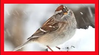 Tree Sparrow Song! Tree Sparrow Singing! Tree Sparrow Sound! Tree Sparrow Chirp! Tree Sparrow Call!